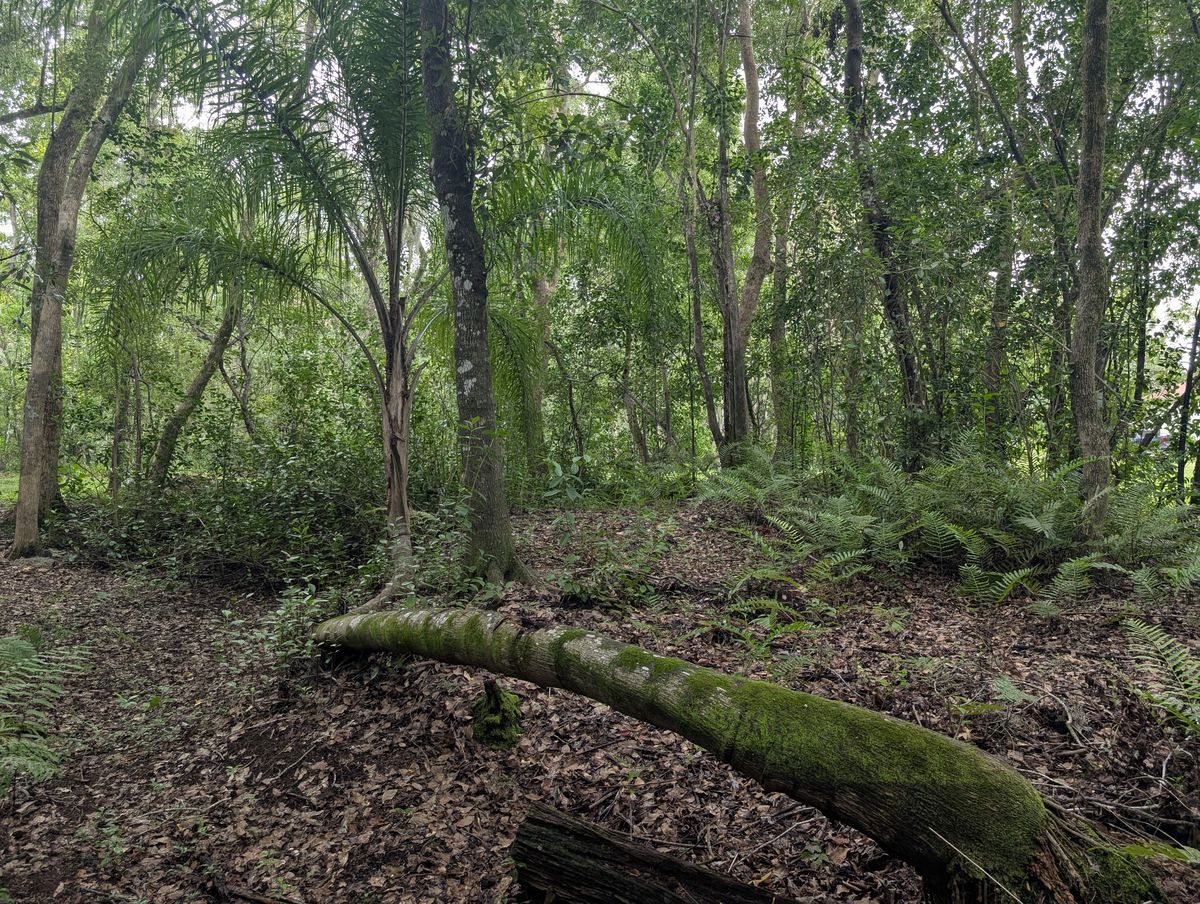 Woodland with a bent tree trunk covered in moss.