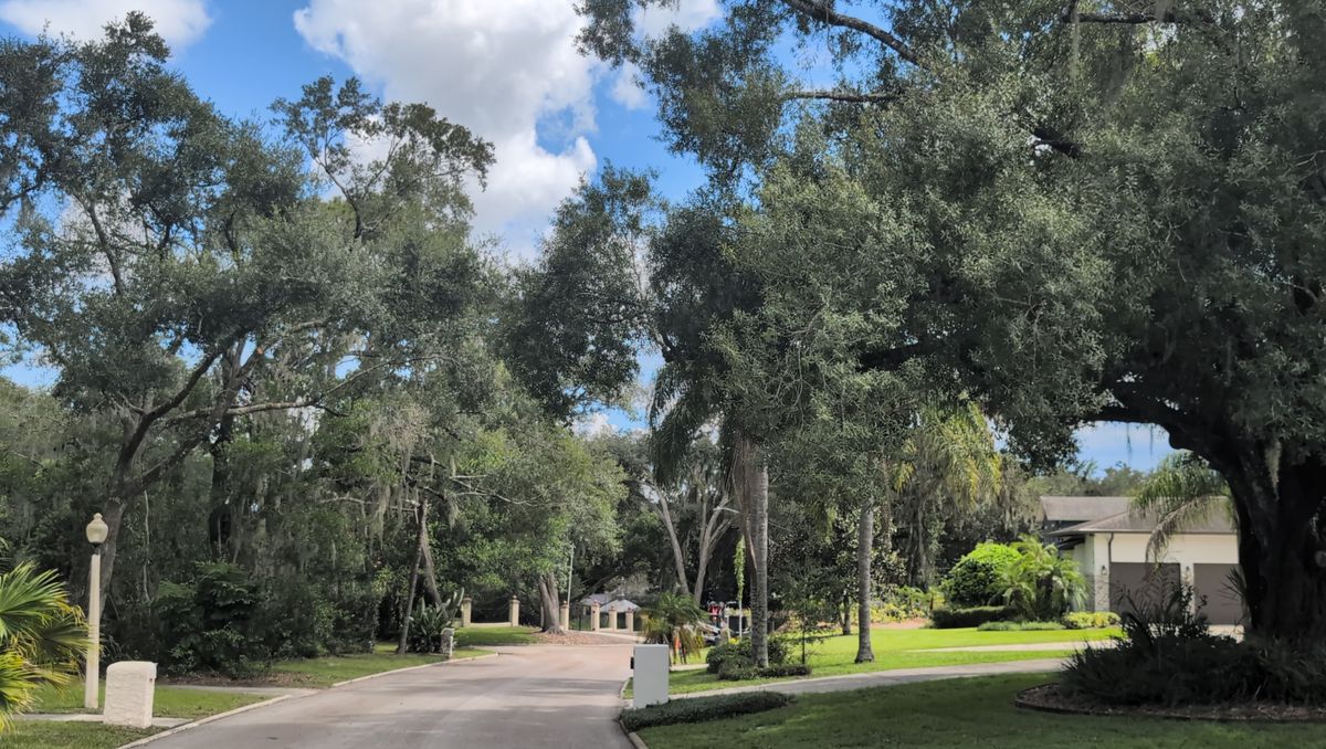 A curving residential street in Temple Terrace shaded by mature live oaks.