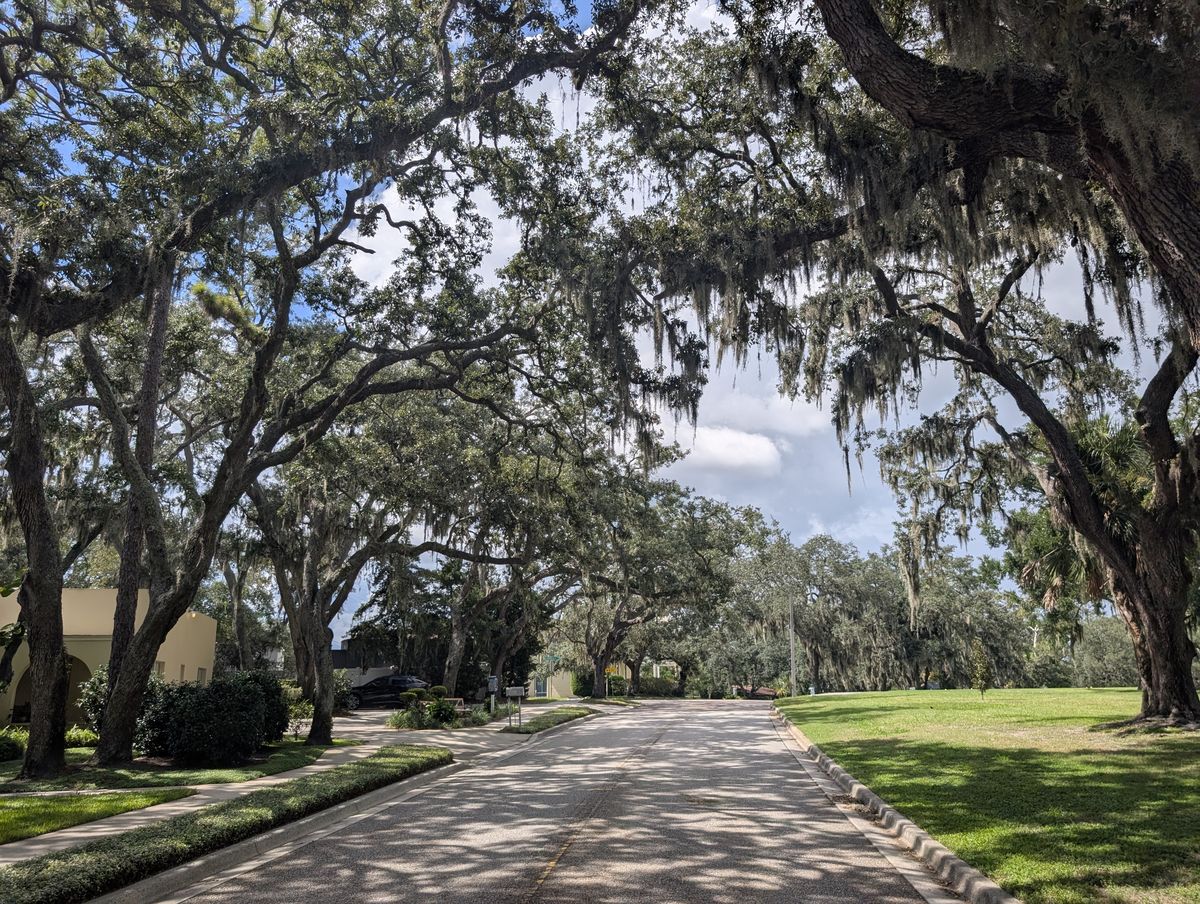 A residential street in Temple Terrace under a canopy of live oaks draped with Spanish moss.