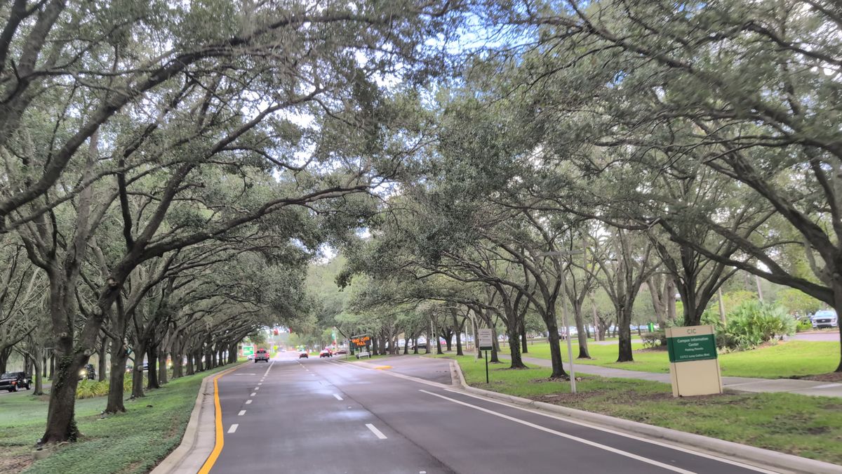 A boulevard beside the USF campus, shaded by live oaks on both sides.