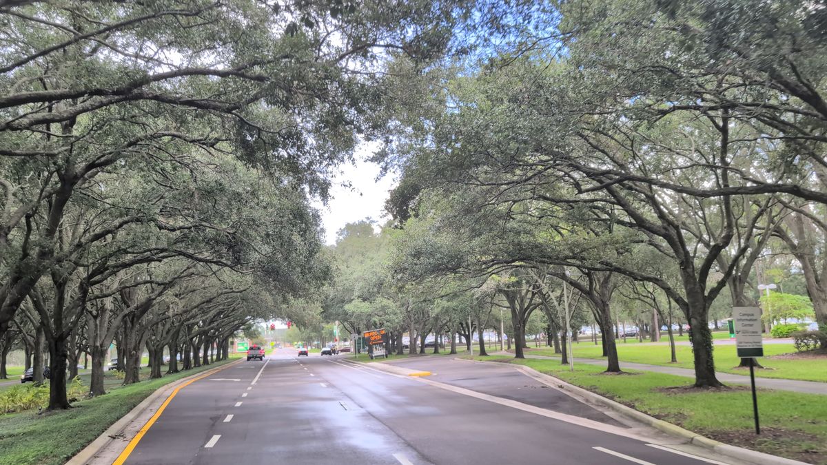 A tree-lined road beside the USF campus after rain.