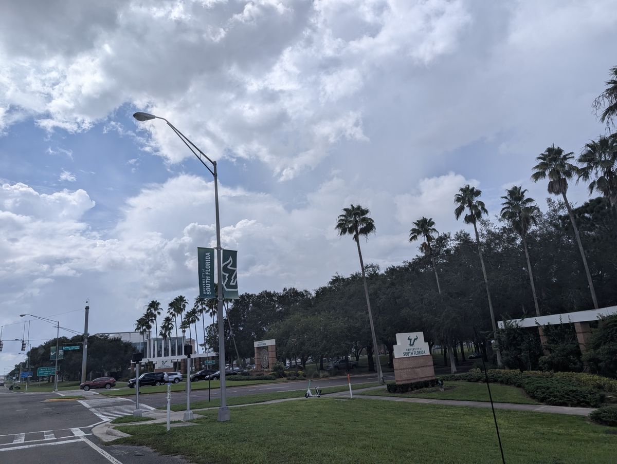 A signalled intersection at the edge of the USF campus, with palms along the roadside.