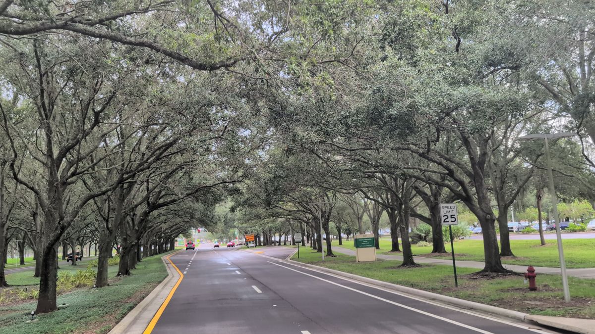 A tree-lined boulevard running along the edge of the USF campus.